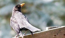 © Bild: Günter Hack/ORF.at, Amsel Twitter © Bild: Günter Hack/ORF.at, Amsel Twitter