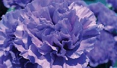 © Bild: Bio Cybernatic Lab (BCL), Coded Cultures, Genetisch modifizierte blaue Nelke © Bild: Bio Cybernatic Lab (BCL), Coded Cultures, Genetisch modifizierte blaue Nelke