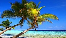 © Fotolia/Malbert, Palmenstrand und Meer © Fotolia/Malbert, Palmenstrand und Meer