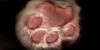 Bildquelle: Cat-Scan.com Bildquelle: Cat-Scan.com