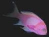 Bildquelle: Singingfish Bildquelle: Singingfish