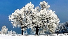 � Fotolia/SDVIG, Schneebedeckte B�ume