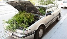 � Bild: eSeL, Wagen mit Pflanzen