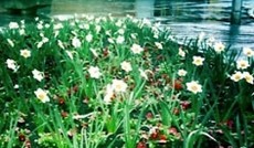 © Bild: eSeL, Wiese mit blühenden Blumen © Bild: eSeL, Wiese mit blühenden Blumen
