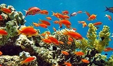 © Fotolia/Hennie Kissling, Fischschwarm © Fotolia/Hennie Kissling, Fischschwarm